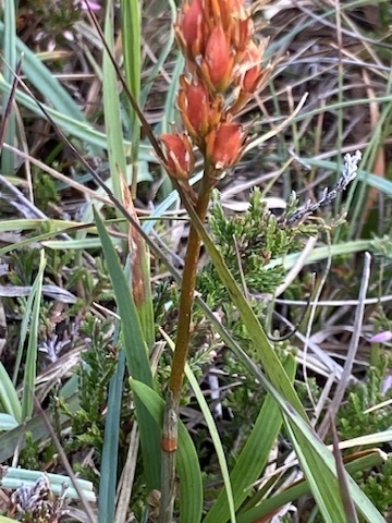 bog asphodel