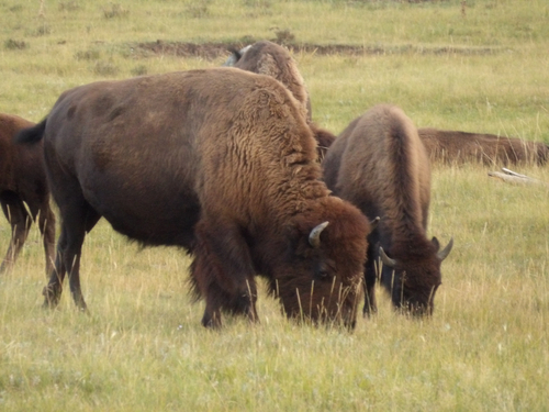 Bison photographed at Yellowstone National Park, WY, US