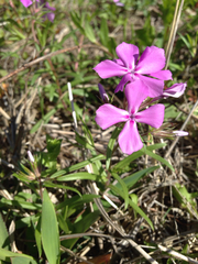 Phlox cuspidata