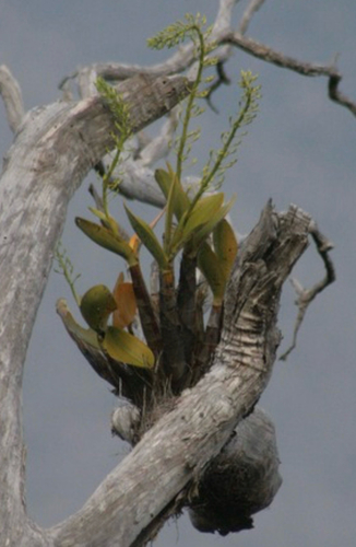 rock orchid