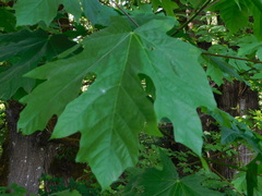 Acer macrophyllum