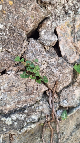 wall-rue