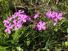 Phlox cuspidata