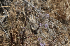 Phacelia tanacetifolia