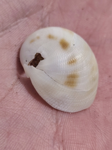 Sinum bifasciatum observed 2026-09-04