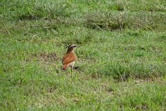 Furnarius figulus
