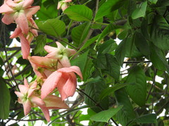 Mussaenda erythrophylla