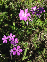 Phlox cuspidata