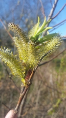 Salix sericea