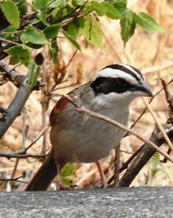 Stripe-Headed Sparrow photo 4