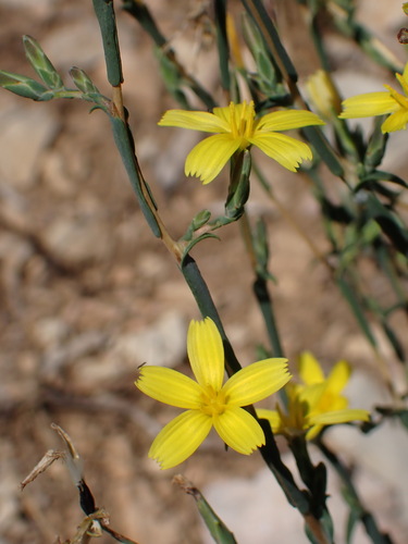Lactuca viminea