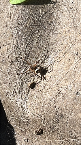 Western Black Widow