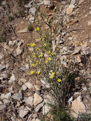 Lactuca viminea, photograph 2