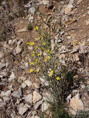Lactuca viminea, photograph (c) Milan Chytrý, some rights reserved (CC BY)