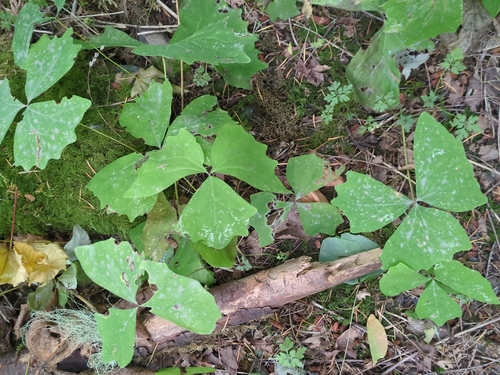 Achlys triphylla, photograph 4