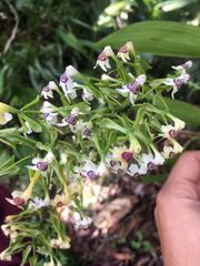 Epidendrum piliferum