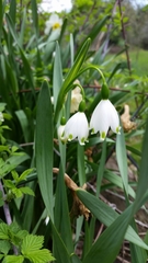Leucojum