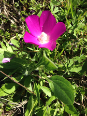 Callirhoe involucrata