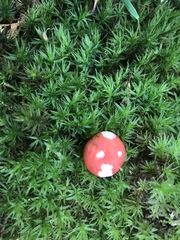 Russula flavisiccans