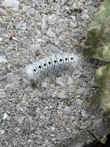 Hickory Tussock Moth