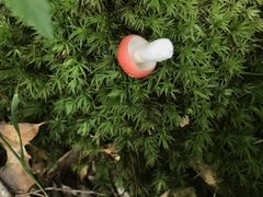 Russula flavisiccans
