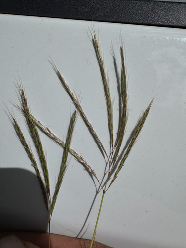 Bothriochloa pertusa observed 2026-09-04