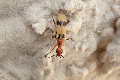 Ivory-winged Pyrota