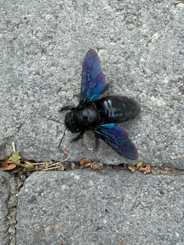 Xylocopa