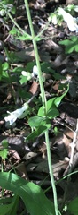 Penstemon pallidus