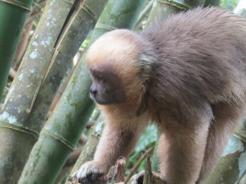 Blonde Capuchin