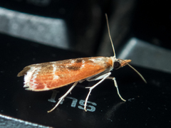 Syntonarcha iriastis