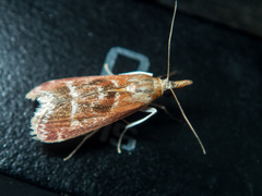Syntonarcha iriastis