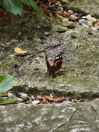 Red Admiral