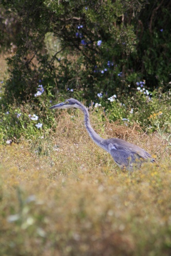 iNaturalist image
