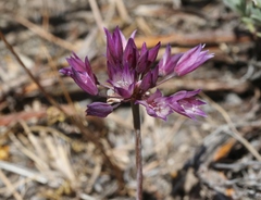 Allium fimbriatum