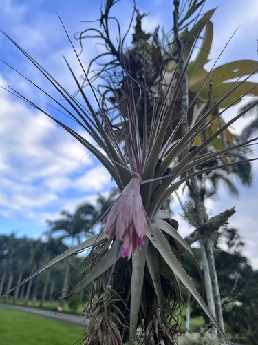 Tillandsia gardneri