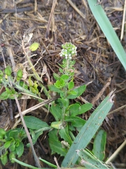 Lepidium heterophyllum
