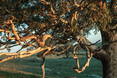 Eucalyptus melliodora