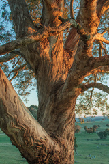 Eucalyptus melliodora