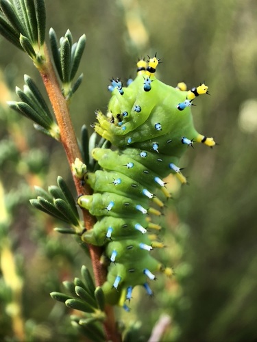 Ceanothus Silk Moth