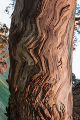 Eucalyptus melliodora