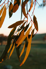 Eucalyptus melliodora