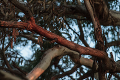 Eucalyptus melliodora
