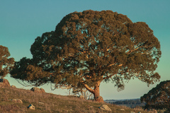 Eucalyptus melliodora