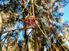 Amyema cambagei, photograph (c) Steve Fitzgerald, some rights reserved (CC BY-SA)