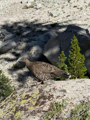 iNaturalist observation photo of Sooty Grouse