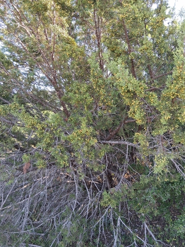 Juniperus pinchotii, photograph 1
