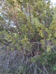 (c) Charlie Meador, some rights reserved (CC BY) Juniperus pinchotii, photograph (c) Charlie Meador, some rights reserved (CC BY)