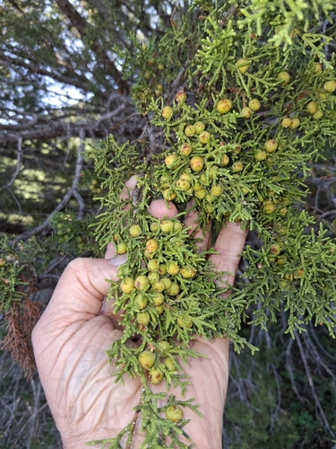 Juniperus pinchotii, photograph 2