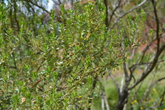Baccharis tricuneata